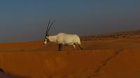 Wüstensafari &ndash; &copy; Sylvia Sann (Eberhardt TRAVEL)