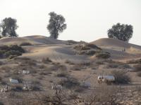 Antilopen &ndash; &copy; Nico Stolba (Eberhardt TRAVEL)