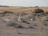 Antilopen &ndash; &copy; Nico Stolba (Eberhardt TRAVEL)