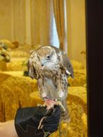 Falke &ndash; &copy; Nico Stolba (Eberhardt TRAVEL)