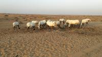 Oryxe Rub al Khali Wüstensafari &ndash; &copy; Andreas Mandel (Eberhardt TRAVEL)