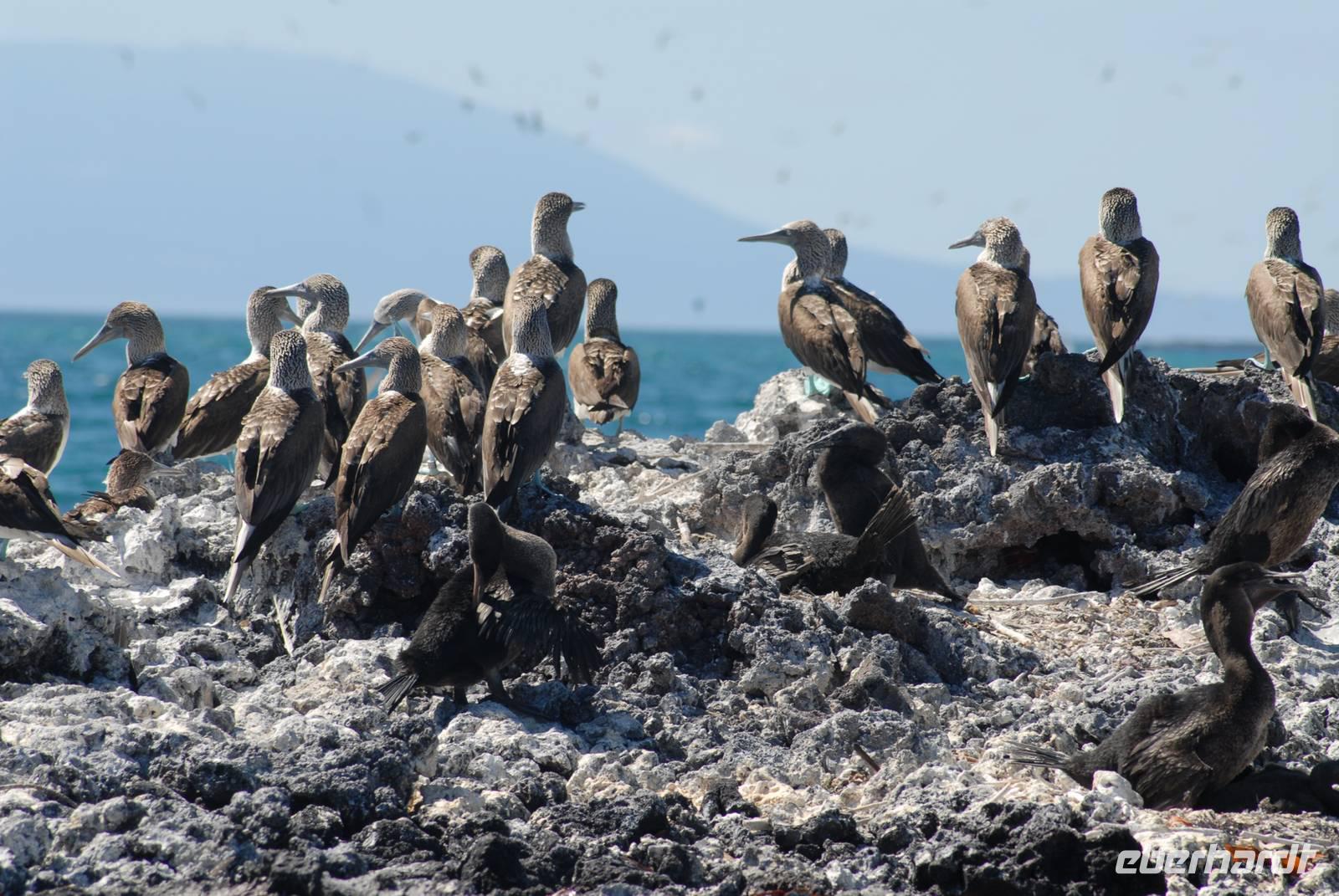 Blaufußtölpel &ndash; &copy; Hubert Lücker (Eberhardt TRAVEL)
