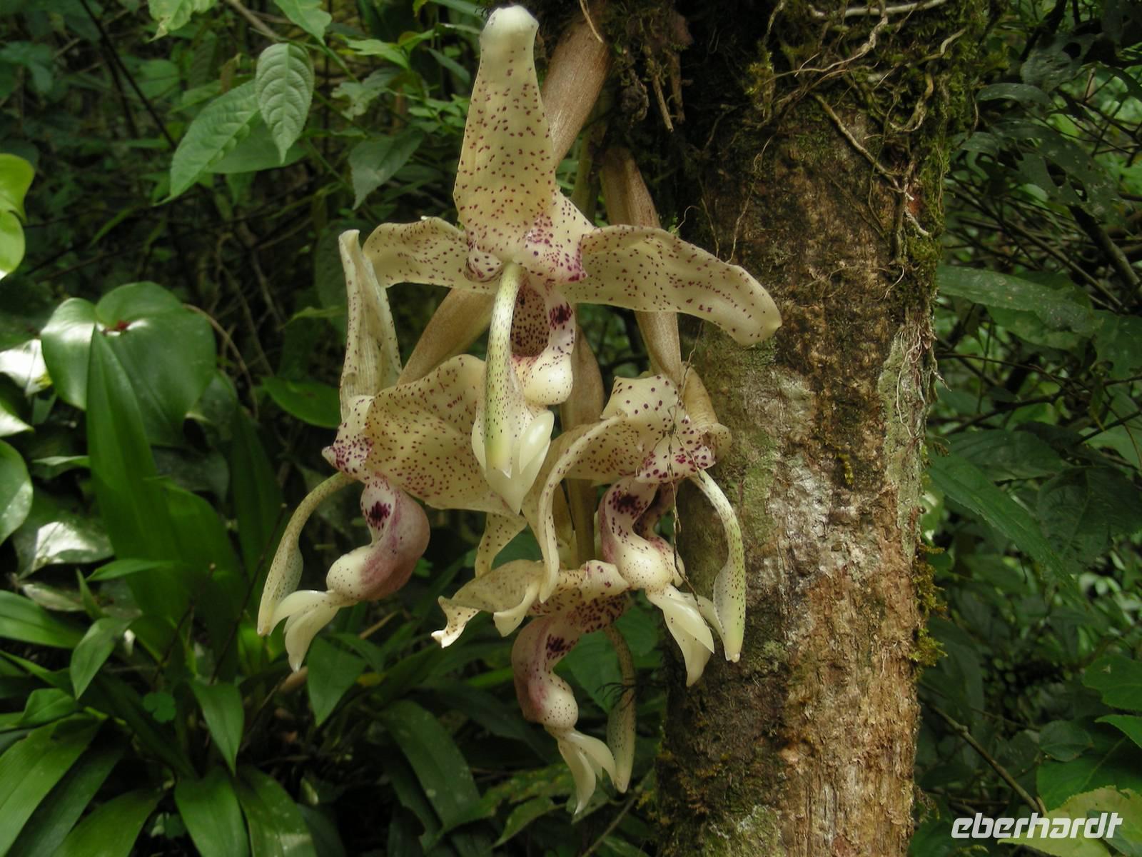 Stanhopia Orchidee &ndash; &copy; Hubert Lücker (Eberhardt TRAVEL)