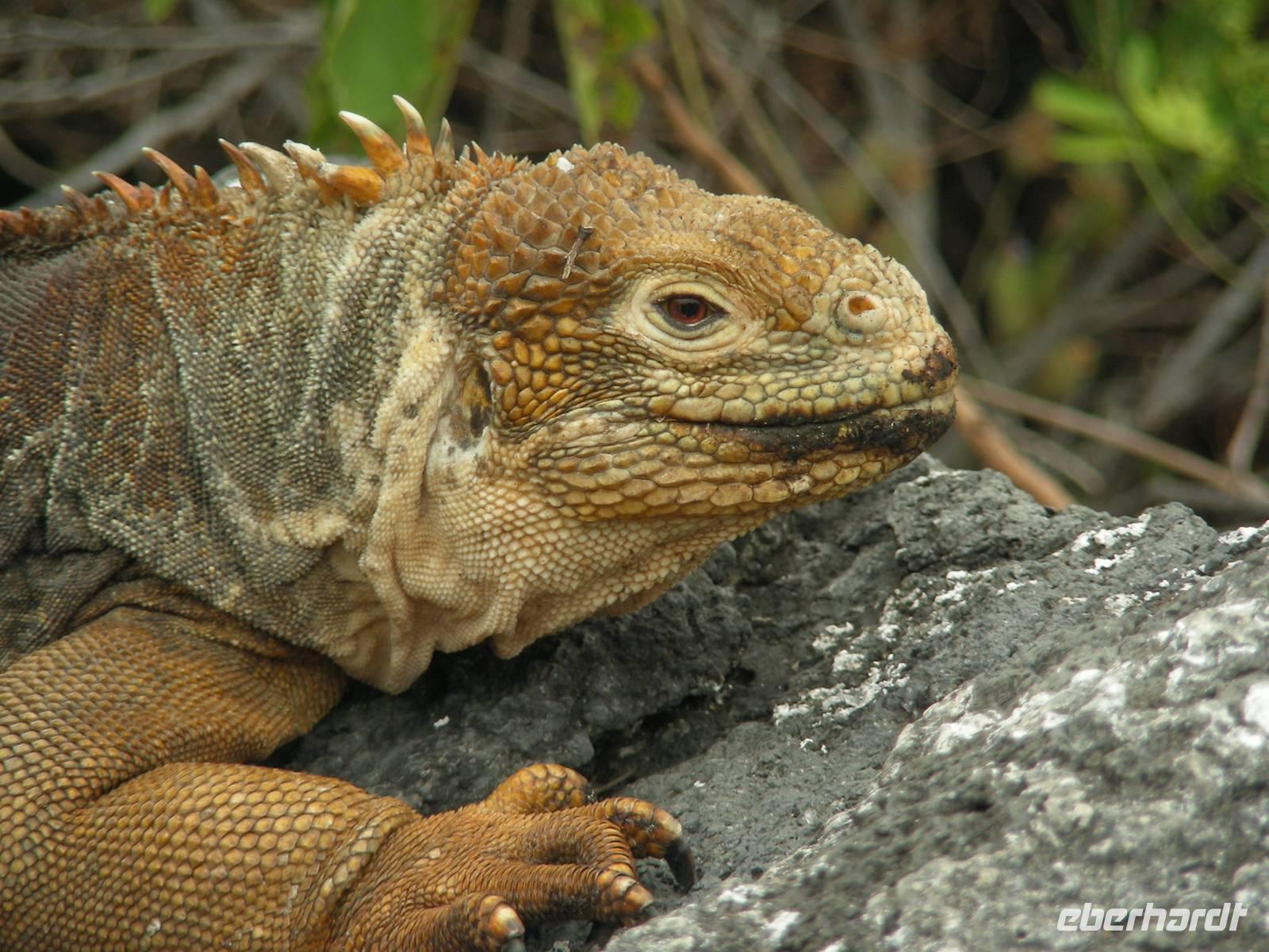 Landleguan &ndash; &copy; Hubert Lücker (Eberhardt TRAVEL)