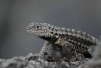 Lavaechse von Floreana &ndash; &copy; Hubert Lücker (Eberhardt TRAVEL)