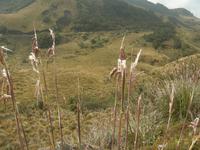 Der Paramo &ndash; &copy; Hubert Lücker (Eberhardt TRAVEL)