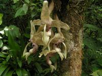 Stanhopia Orchidee &ndash; &copy; Hubert Lücker (Eberhardt TRAVEL)