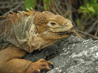 Landleguan &ndash; &copy; Hubert Lücker (Eberhardt TRAVEL)