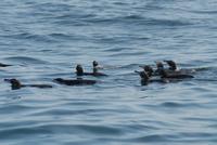 Ein Trupp Pinguine