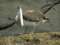 Meerespelikan &ndash; &copy; Hubert Lücker (Eberhardt TRAVEL)