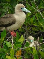 Rotfußtölpel auf Genovesa &ndash; &copy; Hubert Lücker (Eberhardt TRAVEL)