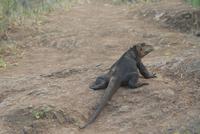 landleguan1