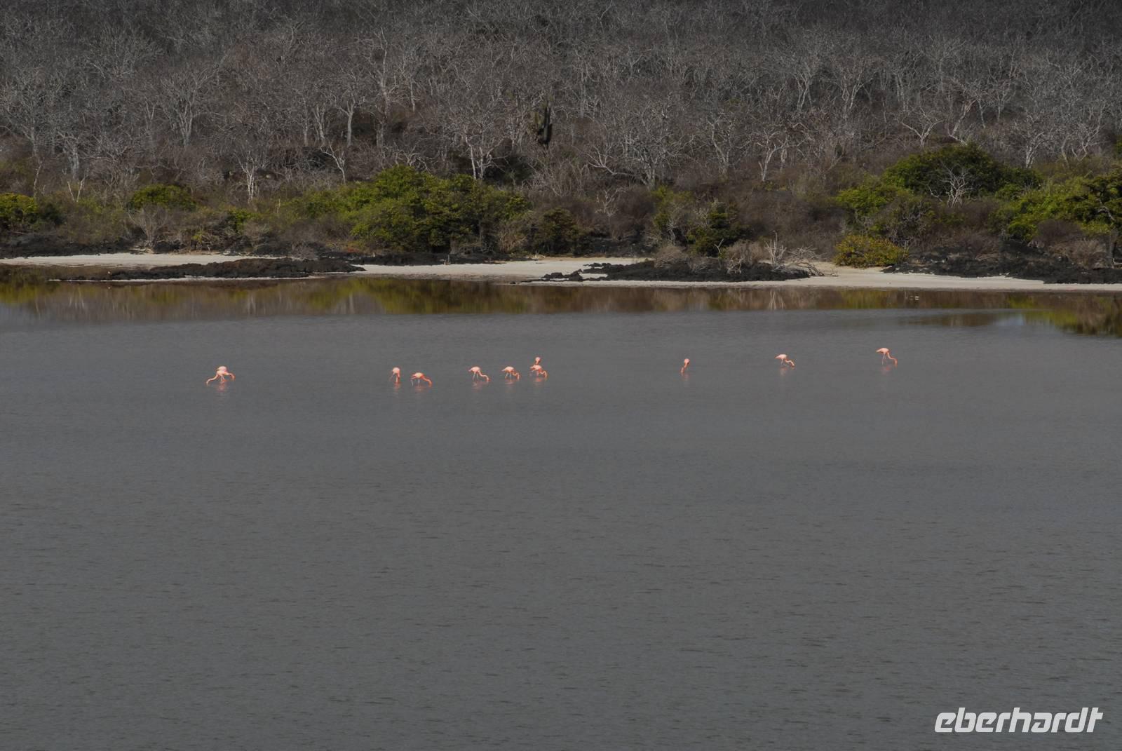 Flamingolagune Floreana &ndash; &copy; Hubert Lücker (Eberhardt TRAVEL)