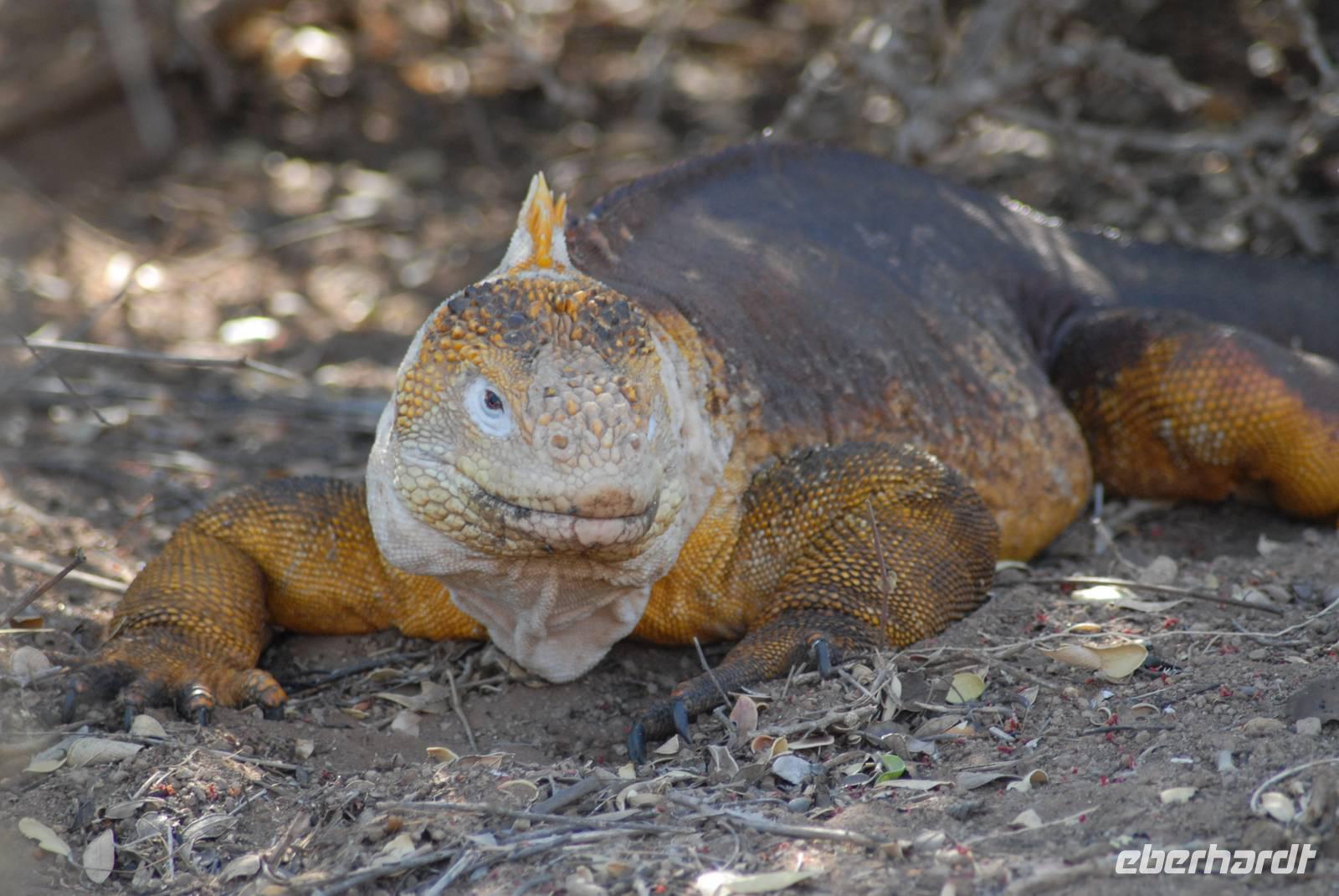 Landleguan Cerro Dragon &ndash; &copy; Hubert Lücker (Eberhardt TRAVEL)