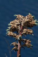 Blüte Erdbromelie &ndash; &copy; Hubert Lücker (Eberhardt TRAVEL)