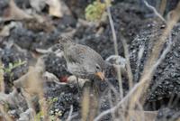 Darwinfink &ndash; &copy; Hubert Lücker (Eberhardt TRAVEL)