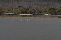 Flamingolagune Floreana &ndash; &copy; Hubert Lücker (Eberhardt TRAVEL)