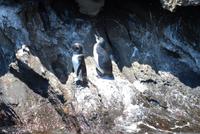 Pinguine &ndash; &copy; Hubert Lücker (Eberhardt TRAVEL)