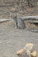 verwilderte Hauskatze Urbina &ndash; &copy; Hubert Lücker (Eberhardt TRAVEL)