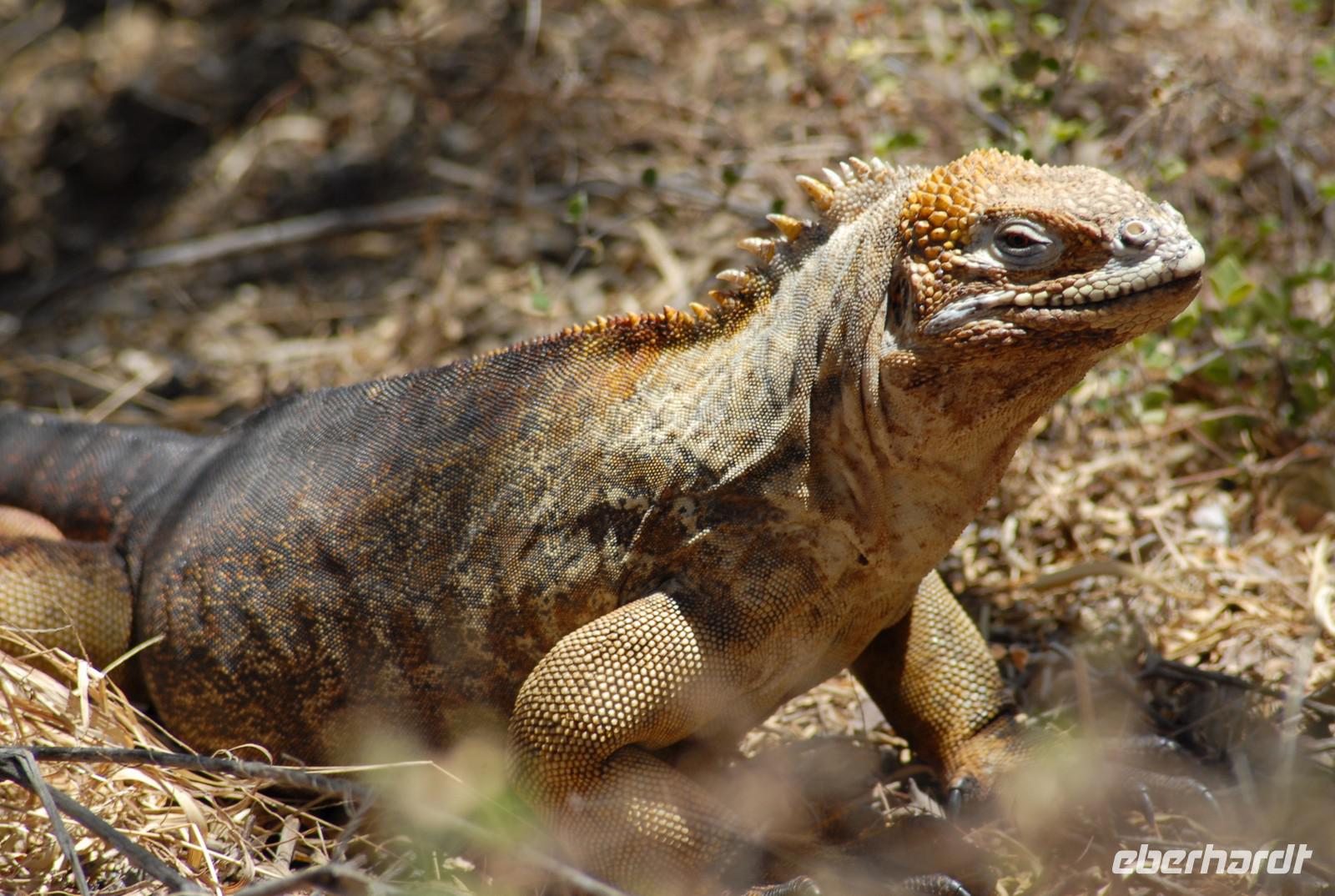 Landleguan Galápagos &ndash; &copy; Hubert Lücker (Eberhardt TRAVEL)