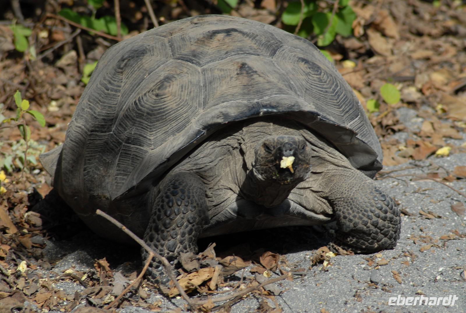 Riesenschildkröte &ndash; &copy; Hubert Lücker (Eberhardt TRAVEL)