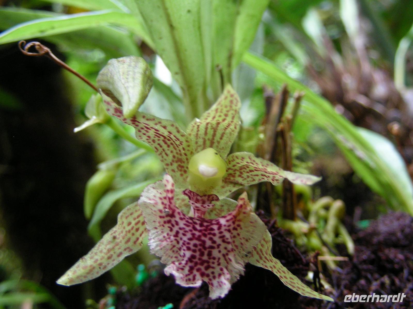 Orchidee &ndash; &copy; Hubert Lücker (Eberhardt TRAVEL)
