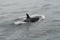 Delfin &ndash; &copy; Hubert Lücker (Eberhardt TRAVEL)