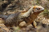 Landleguan Galápagos &ndash; &copy; Hubert Lücker (Eberhardt TRAVEL)