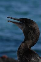 Kormoran &ndash; &copy; Hubert Lücker (Eberhardt TRAVEL)