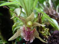 Orchidee &ndash; &copy; Hubert Lücker (Eberhardt TRAVEL)