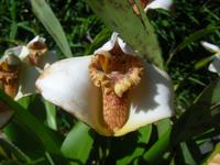 Orchidee &ndash; &copy; Hubert Lücker (Eberhardt TRAVEL)
