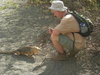 Galápagos Landleguan &ndash; &copy; Hubert Lücker (Eberhardt TRAVEL)