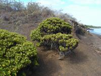 Galápagos &ndash; &copy; Hubert Lücker (Eberhardt TRAVEL)