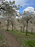 Garten Alwnick &ndash; &copy; Merle Decker (Eberhardt TRAVEL)