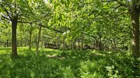 Alwnick Gardens