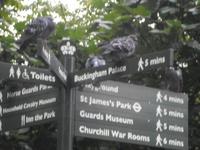 St. James`Park &ndash; &copy; Barbara Pflicke (Eberhardt TRAVEL)