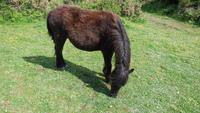 Wildpony &ndash; &copy; Simone Kaufmann im Auftrag von Eberhardt TRAVEL (Eberhardt TRAVEL)