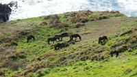 Rame Head &ndash; &copy; Simone Kaufmann im Auftrag von Eberhardt TRAVEL (Eberhardt TRAVEL)