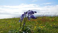 Blue Bell &ndash; &copy; Simone Kaufmann im Auftrag von Eberhardt TRAVEL (Eberhardt TRAVEL)