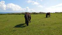 Wildpony &ndash; &copy; Simone Kaufmann im Auftrag von Eberhardt TRAVEL (Eberhardt TRAVEL)