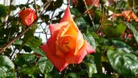 Rose &ndash; &copy; Simone Kaufmann im Auftrag von Eberhardt TRAVEL (Eberhardt TRAVEL)