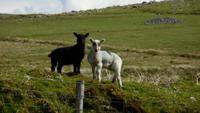 Dartmoor &ndash; &copy; Simone Kaufmann im Auftrag von Eberhardt TRAVEL (Eberhardt TRAVEL)