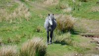 Dartmoor &ndash; &copy; Simone Kaufmann im Auftrag von Eberhardt TRAVEL (Eberhardt TRAVEL)