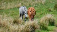 Dartmoor &ndash; &copy; Simone Kaufmann im Auftrag von Eberhardt TRAVEL (Eberhardt TRAVEL)