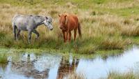 Dartmoor &ndash; &copy; Simone Kaufmann im Auftrag von Eberhardt TRAVEL (Eberhardt TRAVEL)
