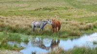 Dartmoor &ndash; &copy; Simone Kaufmann im Auftrag von Eberhardt TRAVEL (Eberhardt TRAVEL)