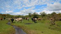 Dartmoor &ndash; &copy; Simone Kaufmann im Auftrag von Eberhardt TRAVEL (Eberhardt TRAVEL)