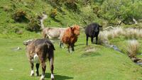 Dartmoor &ndash; &copy; Simone Kaufmann im Auftrag von Eberhardt TRAVEL (Eberhardt TRAVEL)