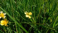 Butterblume? &ndash; &copy; Simone Kaufmann im Auftrag von Eberhardt TRAVEL (Eberhardt TRAVEL)