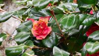 Flora &ndash; &copy; Simone Kaufmann im Auftrag von Eberhardt TRAVEL (Eberhardt TRAVEL)